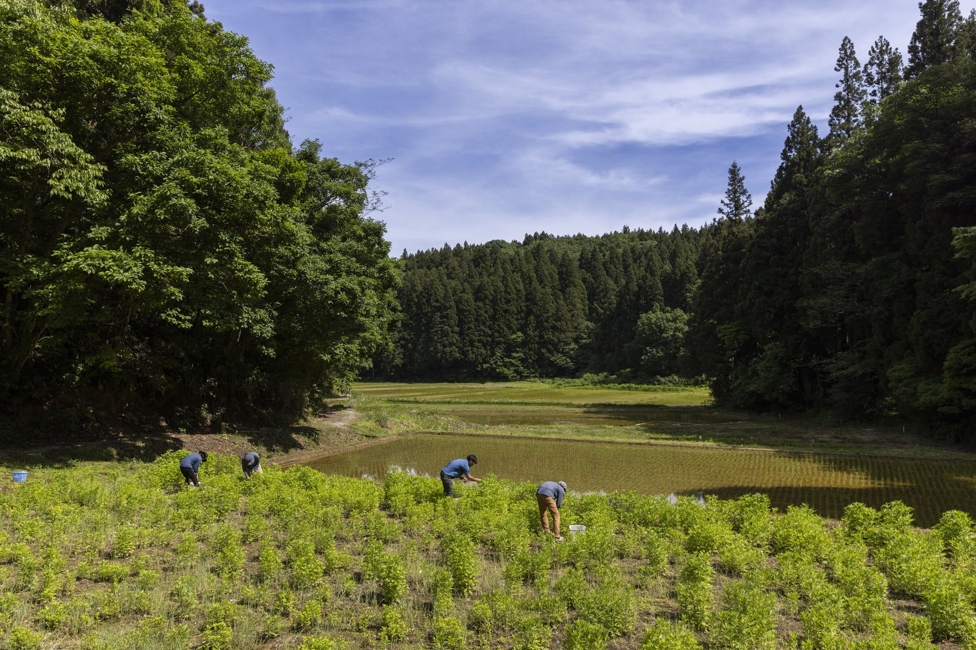 新潟・与板の里山の風景